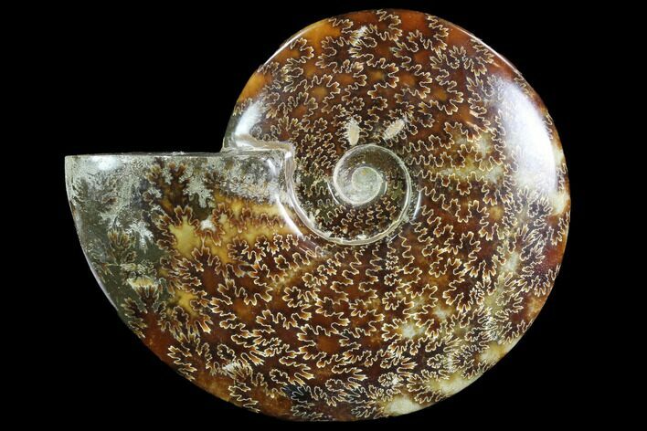 Polished, Agatized Ammonite (Cleoniceras) - Madagascar #88363